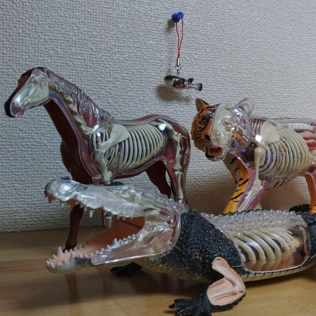スケルトン 解剖 動物模型 ワニ トラ 馬　フグ 4 VISION剖　ハロウィン