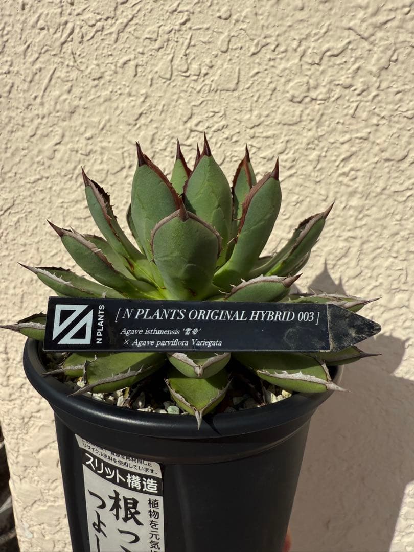 アガベ ハイブリッド株