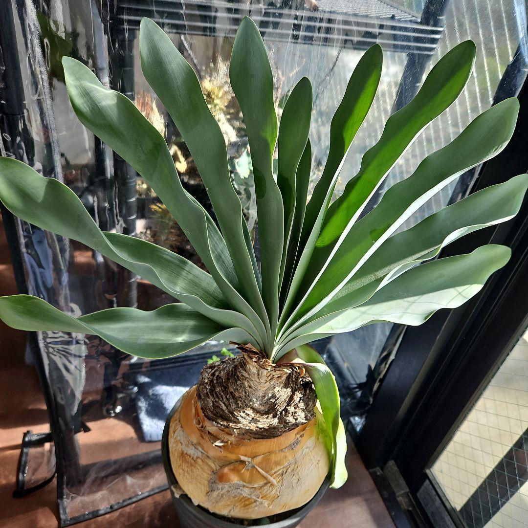 ブーファンハエマンソイデス