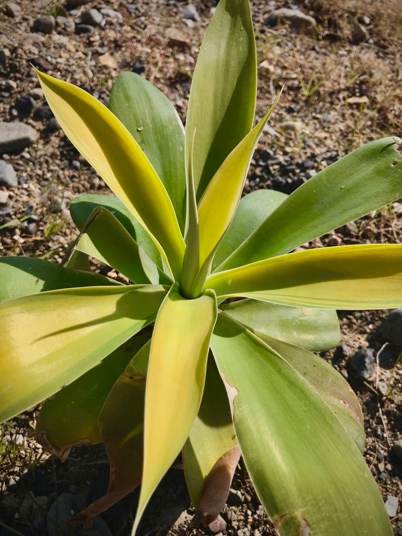 専用出品　※ 速達発送