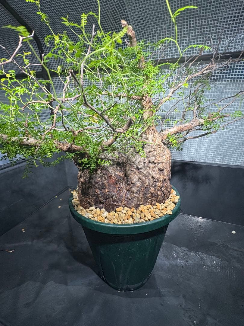 良樹形 （パキプス） 中株／発根済／ワイド枝張り・荒肌塊根の迫力◎