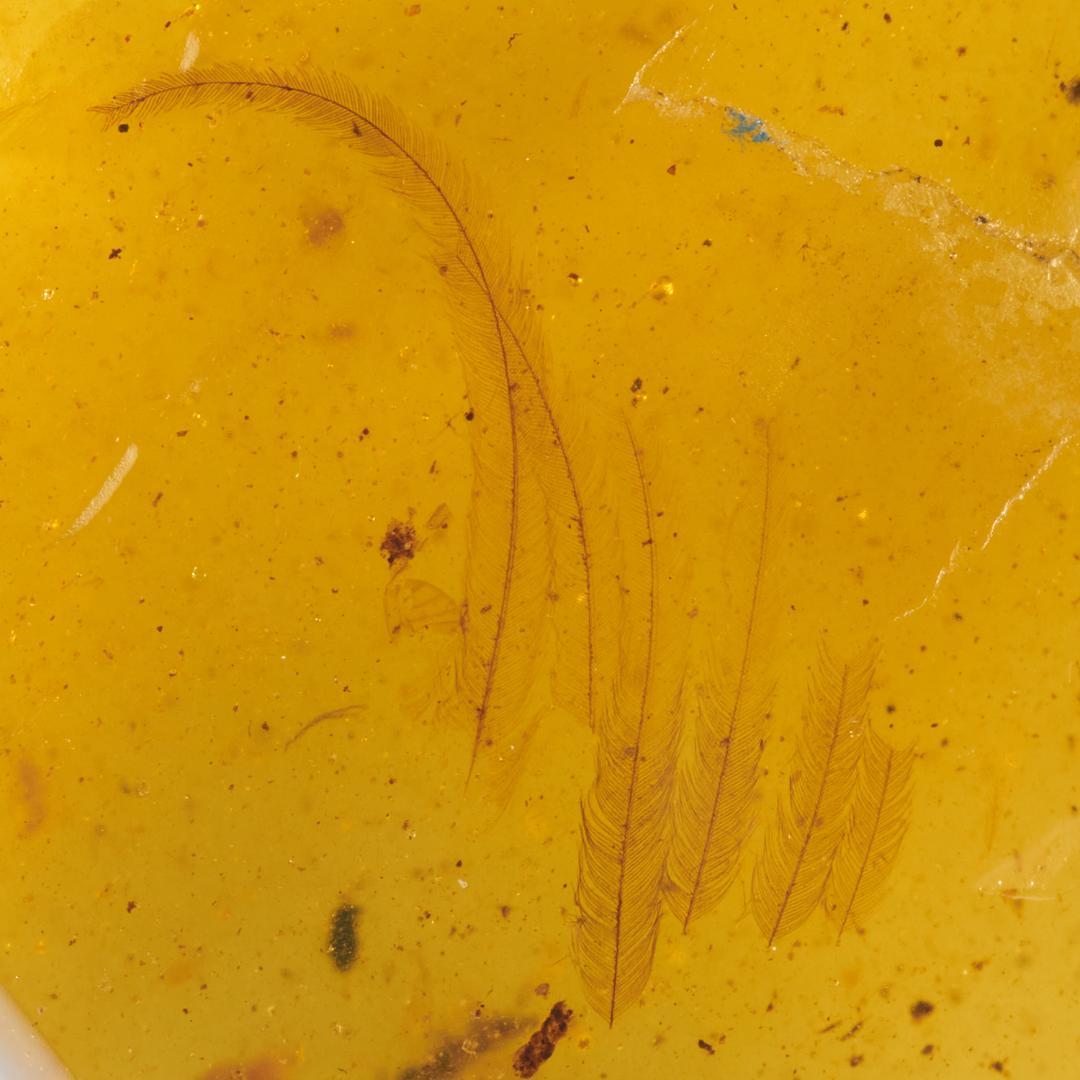 レア極上品 PA0093虫入り琥珀化石　ミャンマーカムティかタナイ9900万年前