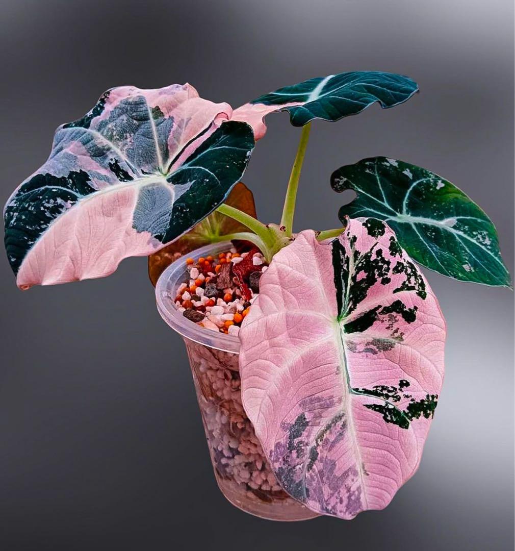 アロカシア ブラックベルベット 斑入り ピンクA02【マドカズラ モンステラ】